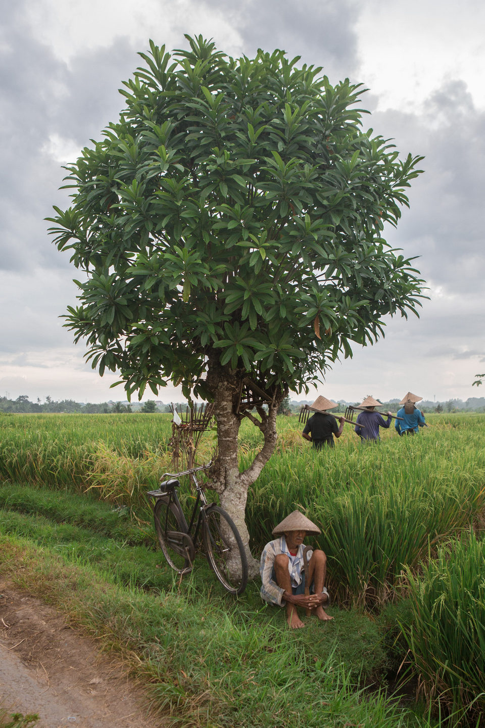 Farmers in conical hats work a green rice field beside a broad tree and a bicycle.