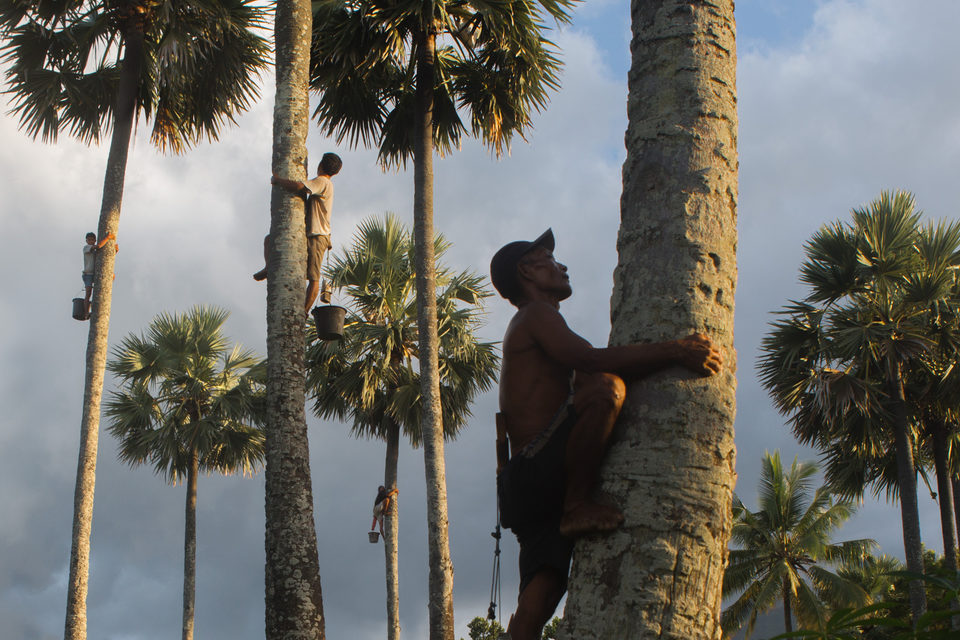 A man climbs a lontar palm, another figure high in the palms behind.