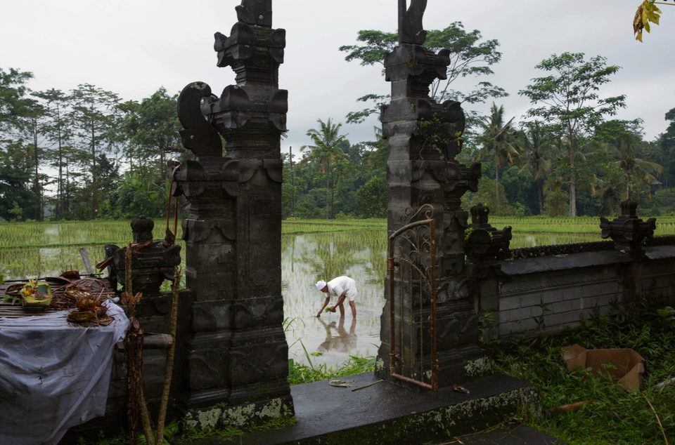 A farmer works a flooded paddy seen through a carved split temple gate.