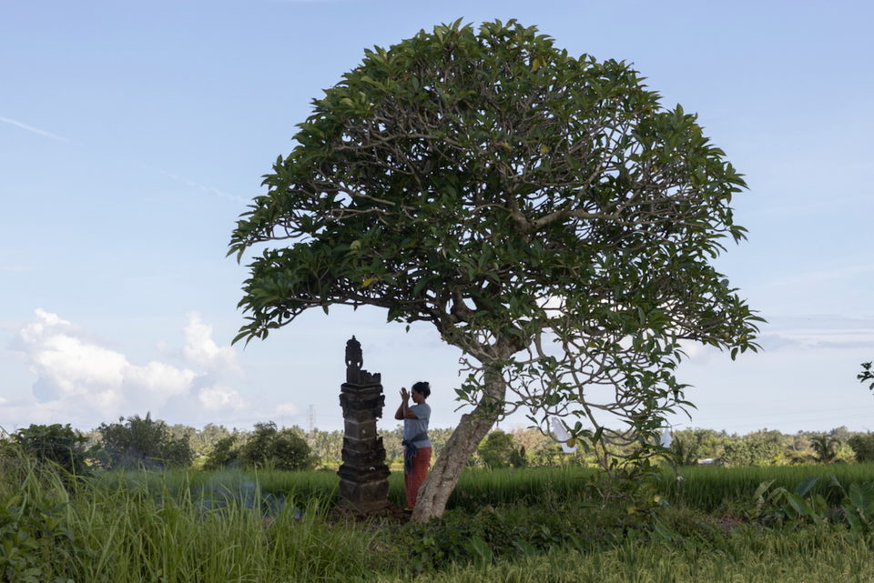 A broad frangipani tree beside a shrine in a green rice field.