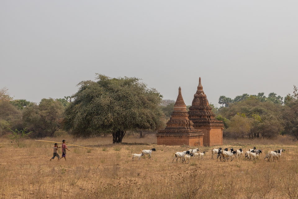 Cattle graze on dry grass beside a brick temple spire and a broad shade tree.