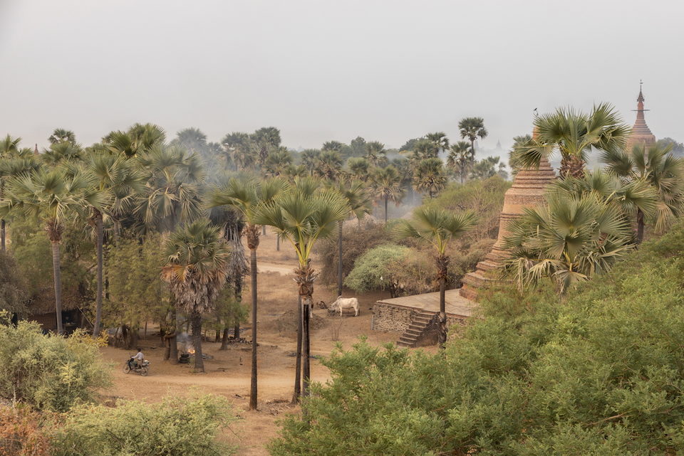 Brick stupas stand among toddy palms and dry scrub in hazy afternoon light.