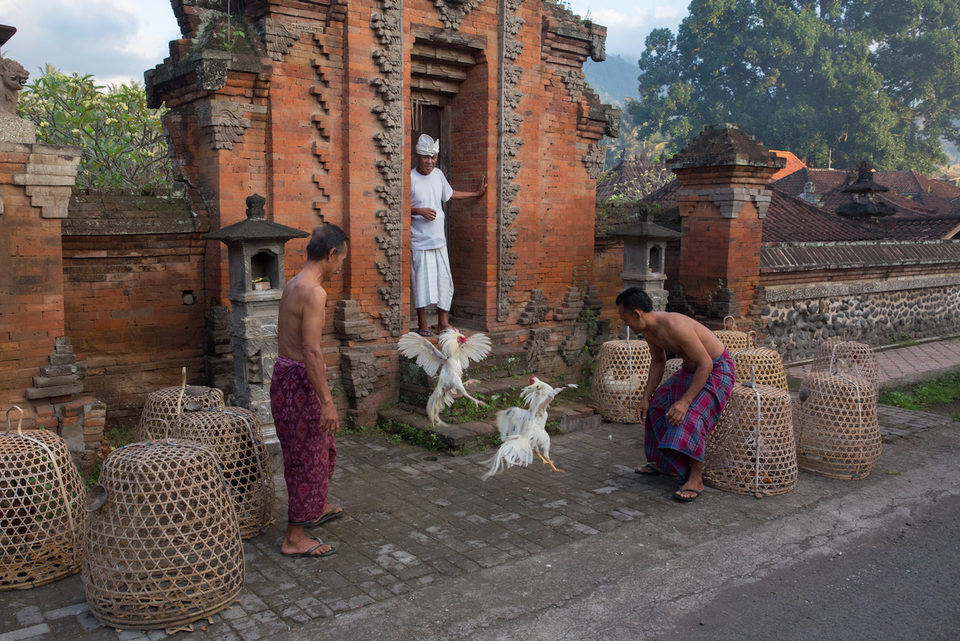 Men handle roosters in the road before a red brick temple gate, woven cages beside them.