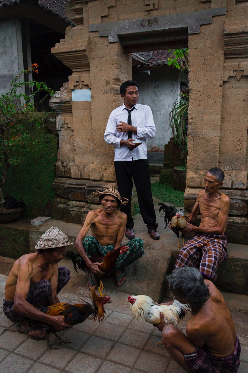Men crouch with fighting cocks in a temple courtyard while a man in a white shirt and tie looks on.