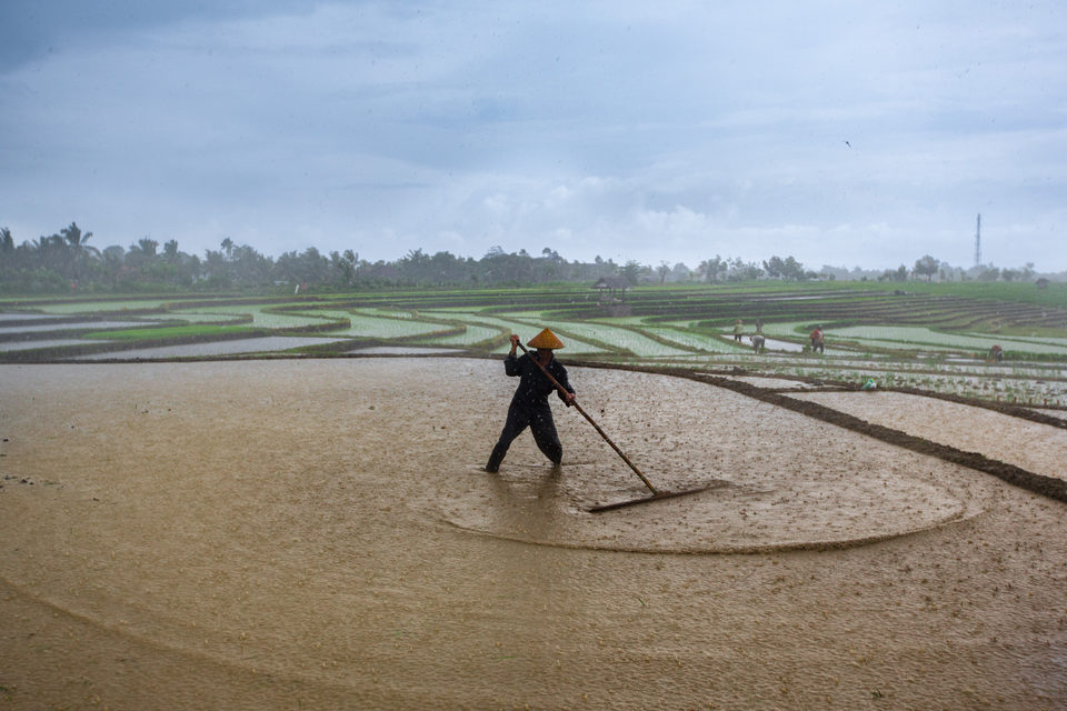 A farmer rakes a flooded rice paddy, terraced water catching the light.